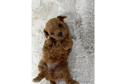 成約済の千葉県のタイニープードル-353215の3枚目